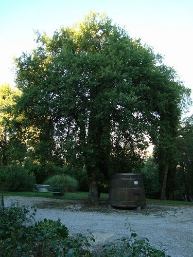 Agriturismo Il Villino Fonterutoli Zewnętrze zdjęcie